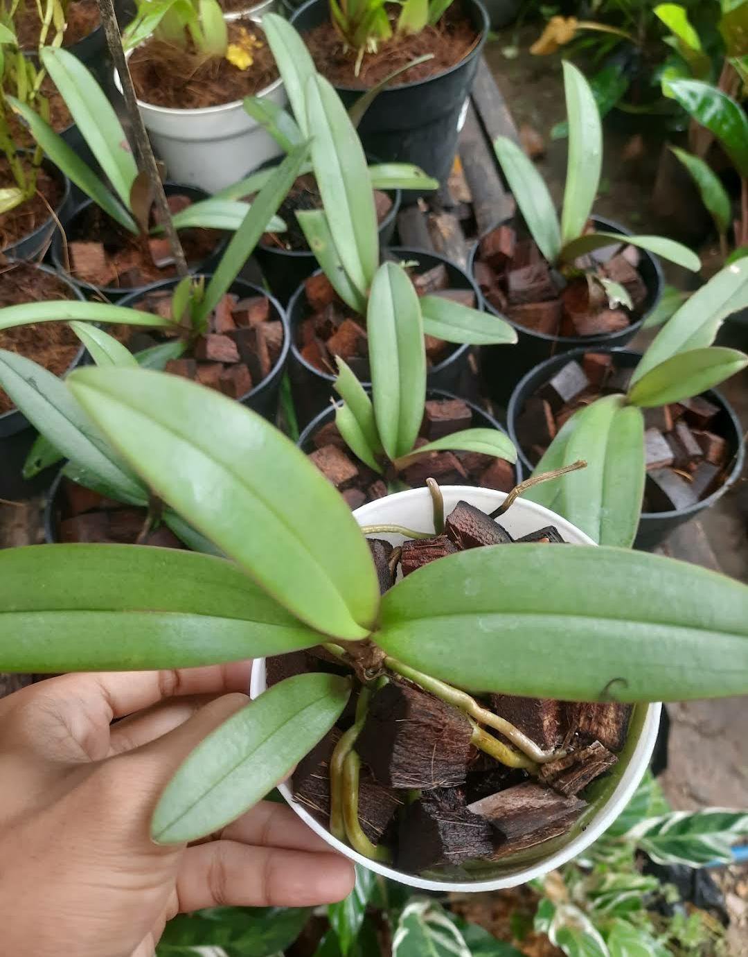 Live Plant Cattleya Orchid Flower Plant Home Grown Garden Plant EMER