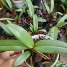 Live Plant Cattleya Orchid Flower Plant Home Grown Garden Plant EMER