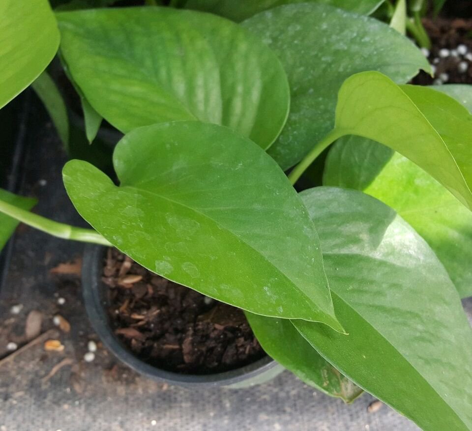 Live Plant Jade Green Pothos well rooted Flower Plant Home Grown Garden Plant EMER