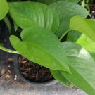 Live Plant Jade Green Pothos well rooted Flower Plant Home Grown Garden Plant EMER