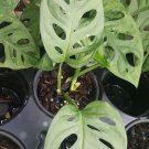 Live Plant MONSTERA FRIEDRICHSTALII SWISS CHEESE Flower Plant Home Grown Garden Plant EBANS