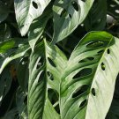 Live Plant MONSTERA SWISS CHEESE Flower Plant Home Grown Garden Plant EBANS