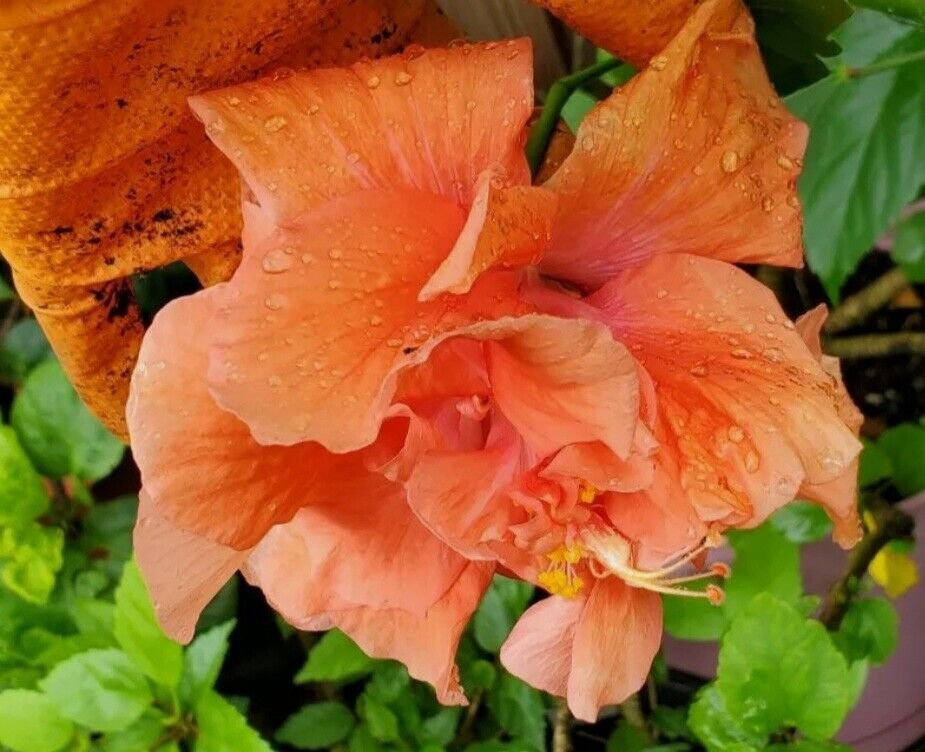 Live Plant TROPICAL DOUBLE ORANGE HIBISCUS Flower Plant Home Grown Garden Plant EBANS