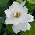 Live Plant Frost Proof Gardenia Great Fragrance Flower Plant Home Grown Garden Plant EBANS