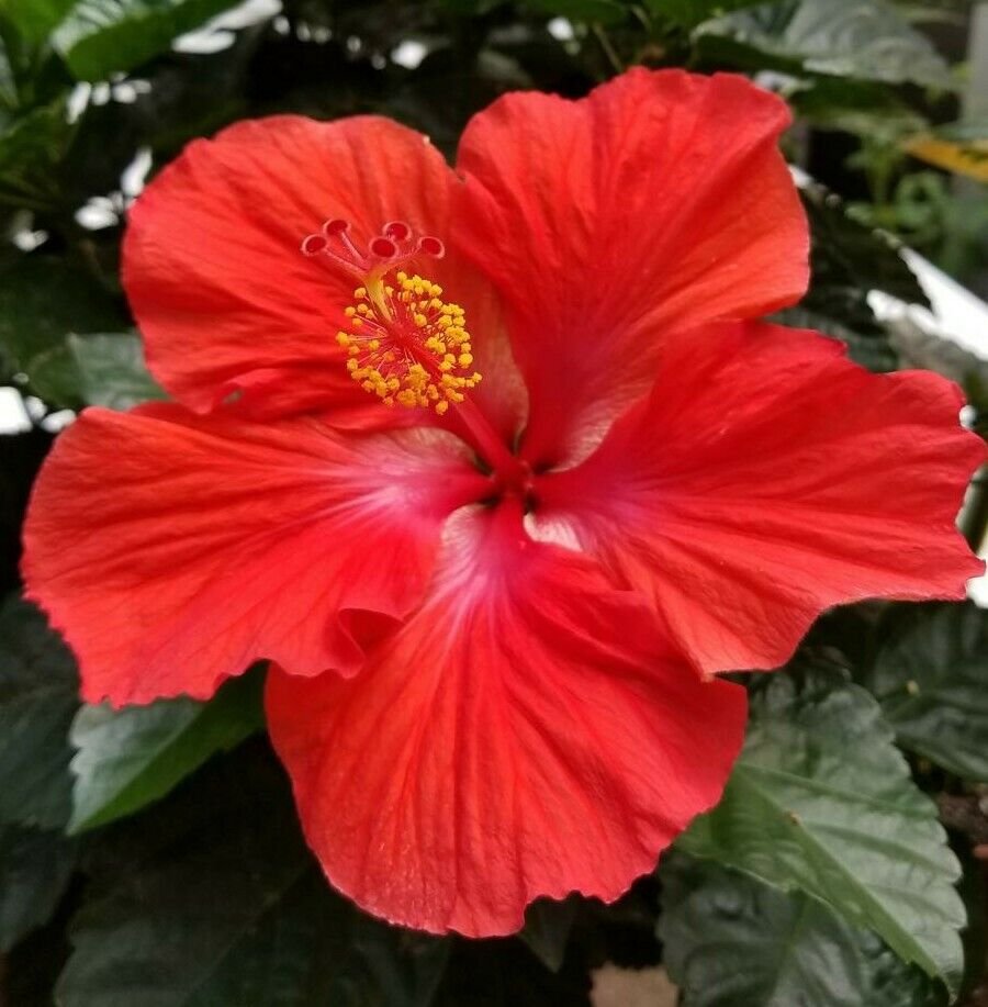 Live Plant TROPICAL RED HIBISCUS Flower Plant Home Grown Garden Plant EBANS