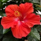 Live Plant TROPICAL RED HIBISCUS Flower Plant Home Grown Garden Plant EBANS