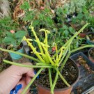 Live Plant EUPHORBIA TIRUCALLI PENCIL CACTUS Flower Plant Home Grown Garden Plant EBANS