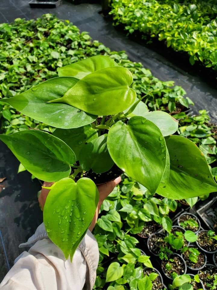 Live Plant Heart Shape Leaf Philodendron Flower Plant Home Grown Garden Plant EBANS