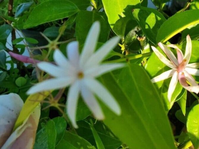 Live Plant ANGEL WING JASMINE Flower Plant Home Grown Garden Plant EBANS