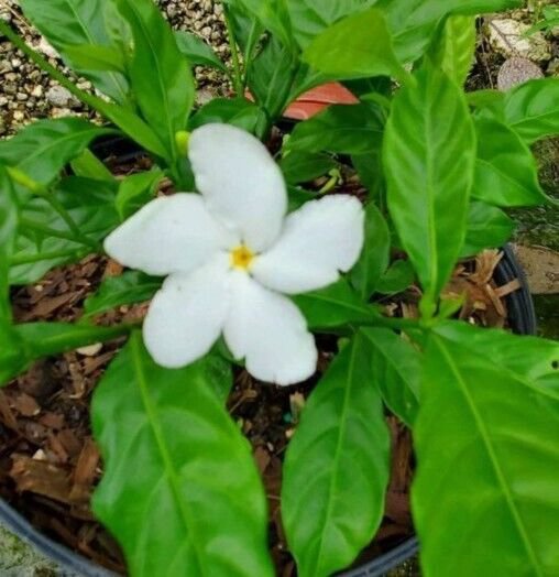 Live Plant Pinwheel Jasmine Starter Flower Plant Home Grown Garden Plant EBANS