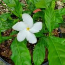 Live Plant Pinwheel Jasmine Starter Flower Plant Home Grown Garden Plant EBANS