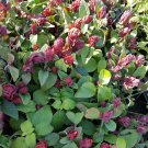 Live Plant JUSTICIA BRANDEGEANA RED MAROON SHRIMP Flower Plant Home Grown Garden Plant EBANS