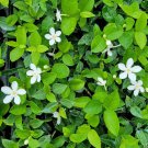Live Plant Wrightia antidysenterica Asian Snow Jasmine Flower Plant Home Grown Garden Plant EBANS