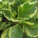 Live Plant GOLDEN Peperomia obtusifolia variegata Marble Flower Plant Home Grown Garden Plant EBANS