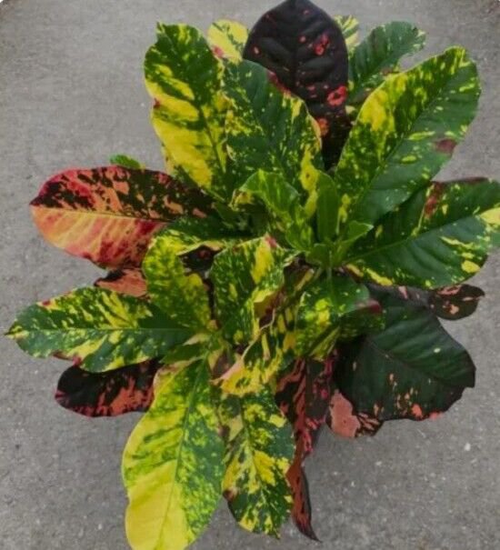 Live Plant Croton Codiaeum Variegatum Magnificent Flower Plant Home Grown Garden Plant EBANS