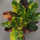 Live Plant Croton Codiaeum Variegatum Magnificent Flower Plant Home Grown Garden Plant EBANS