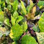 Live Plant Croton Codiaeum Variegatum Magnificent Flower Plant Home Grown Garden Plant EBANS