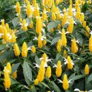 Live Plant Yellow Shrimp Justicia brandegeana Flower Plant Home Grown Garden Plant EBANS