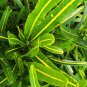 Live Plant Codiaeum Variegatum Sunny Star Croton Flower Plant Home Grown Garden Plant EBANS
