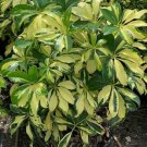 Live Plant Trinette Variegated Schefflera Flower Plant Home Grown Garden Plant EBANS