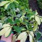 Live Plant Trinette Variegated Schefflera Flower Plant Home Grown Garden Plant EBANS