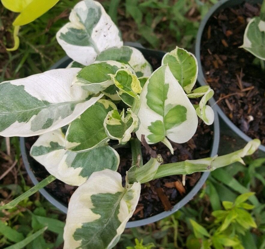 Live Plant N-JOY POTHOS VINE Flower Plant Home Grown Garden Plant EBANS
