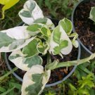 Live Plant N-JOY POTHOS VINE Flower Plant Home Grown Garden Plant EBANS