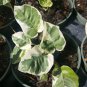 Live Plant N-JOY POTHOS VINE Flower Plant Home Grown Garden Plant EBANS