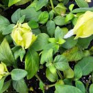 Live Plant Lemon Butter Shrimp Justicia Brandegeana Flower Plant Home Grown Garden Plant EBANS