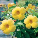Live Plant Yellow Allamanda Starter Flower Plant Home Grown Garden Plant EBANS