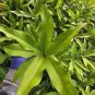 Live Plant Yellow Allamanda Starter Flower Plant Home Grown Garden Plant EBANS