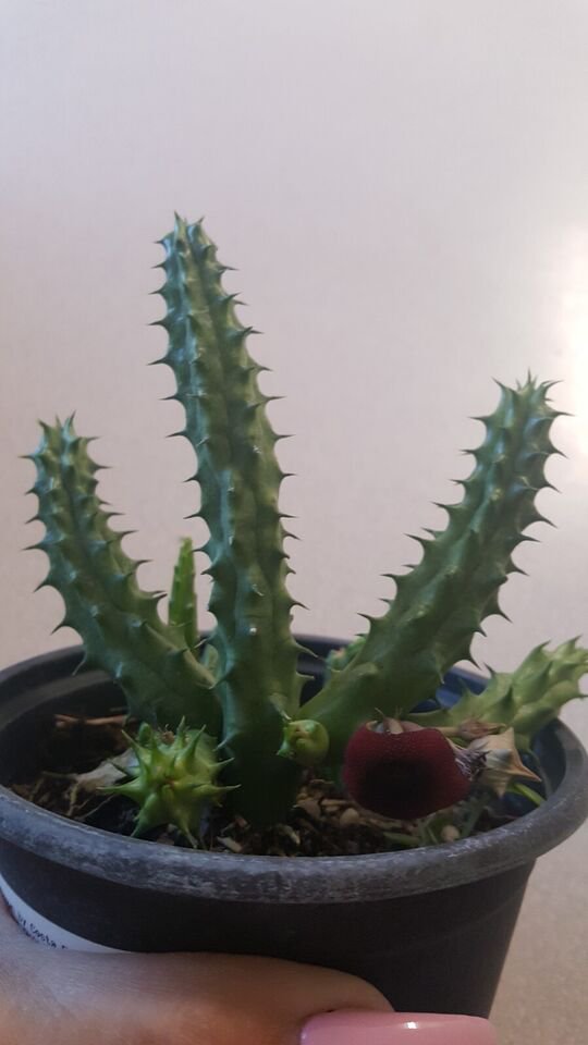 Live Plant Red Dragon Succulent Huernia Schneideriana Flower Plant Home Grown Garden Plant EBANS
