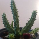 Live Plant Red Dragon Succulent Huernia Schneideriana Flower Plant Home Grown Garden Plant EBANS