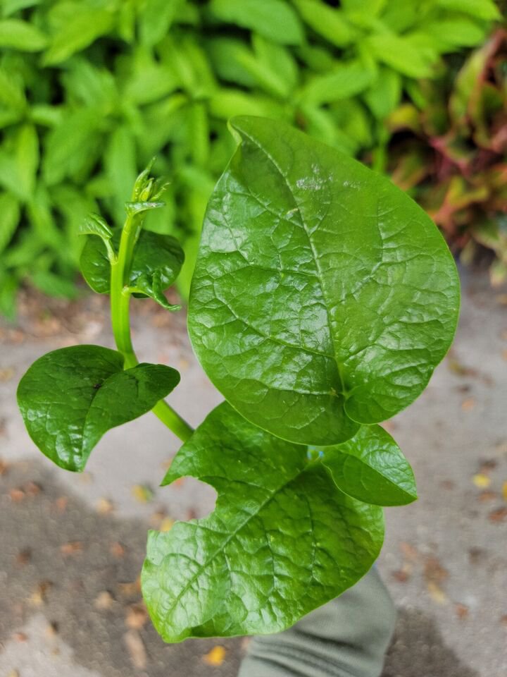 Live Plant Ceylon Spinach Green Stem Malabar Spinach Flower Plant Home Grown Garden Plant EBANS
