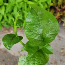 Live Plant Ceylon Spinach Green Stem Malabar Spinach Flower Plant Home Grown Garden Plant EBANS