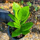 Live Plant Rare ZZ Zamioculcas zamiifolia Flower Plant Home Grown Garden Plant EBANS