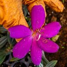 Live Plant Rare ECUADOR PRINCESS Tibouchina Bush Flower Plant Home Grown Garden Plant EBANS