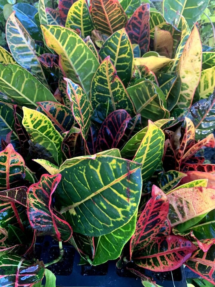 Live Plant Rare Codiaeum Variegatum Petra croton Flower Plant Home Grown Garden Plant EBANS