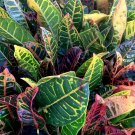Live Plant Rare Codiaeum Variegatum Petra croton Flower Plant Home Grown Garden Plant EBANS