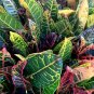Live Plant Rare Codiaeum Variegatum Petra croton Flower Plant Home Grown Garden Plant EBANS