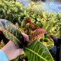 Live Plant Rare Codiaeum Variegatum Petra croton Flower Plant Home Grown Garden Plant EBANS