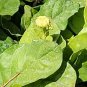 Live Plant Rare Grand Duke of Tuscany Jasmine Flower Plant Home Grown Garden Plant EBANS
