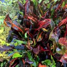 Live Plant Rare Mammy Croton Flower Plant Home Grown Garden Plant EBANS