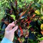 Live Plant Rare Mammy Croton Flower Plant Home Grown Garden Plant EBANS