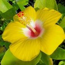 Live Plant Rare EXOTIC HAWAIIAN YELLOW HIBISCUS Flower Plant Home Grown Garden Plant EBANS