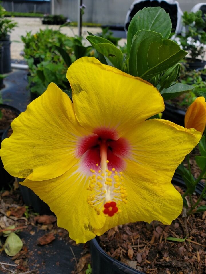 Live Plant Rare EXOTIC TEQUILA HIBISCUS Flower Plant Home Grown Garden Plant EBANS