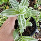Live Plant Rare VARIEGATED WANDERING JEW STARTER Flower Plant Home Grown Garden Plant EBANS