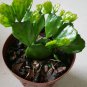 Live Plant Rare RHIPSALIS AGUDOENSIS SUCCULENTS Flower Plant Home Grown Garden Plant EBANS