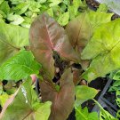 Live Plant Rare Syngonium Maria Allusion Multicolor Flower Plant Home Grown Garden Plant EBANS