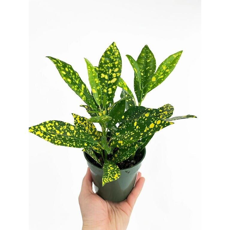 Live Plant Rare Gold Dust Croton Flower Plant Home Grown Garden Plant EBANS